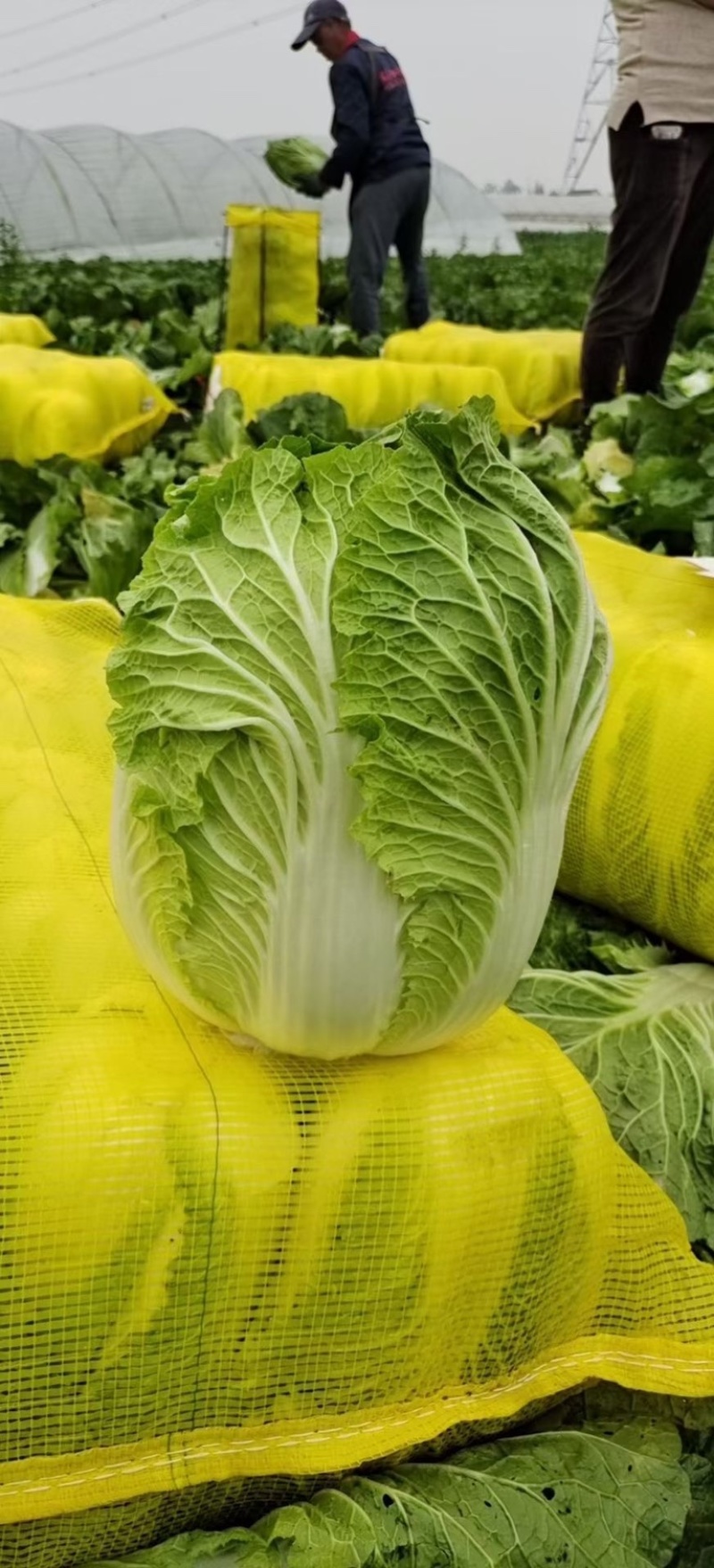 大白菜