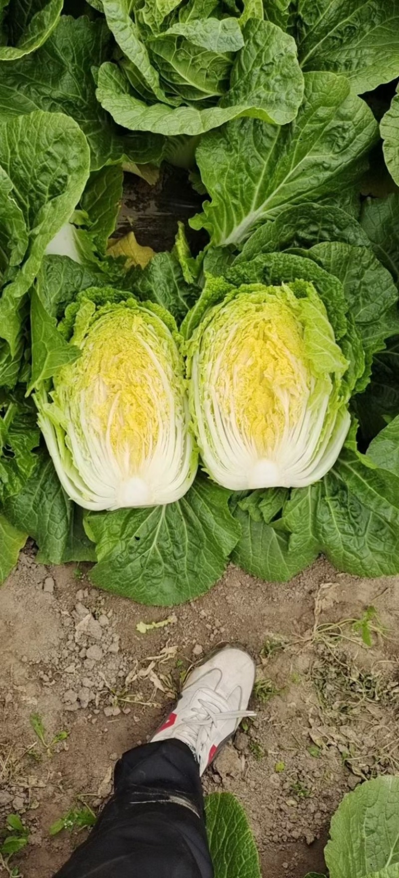 大白菜
