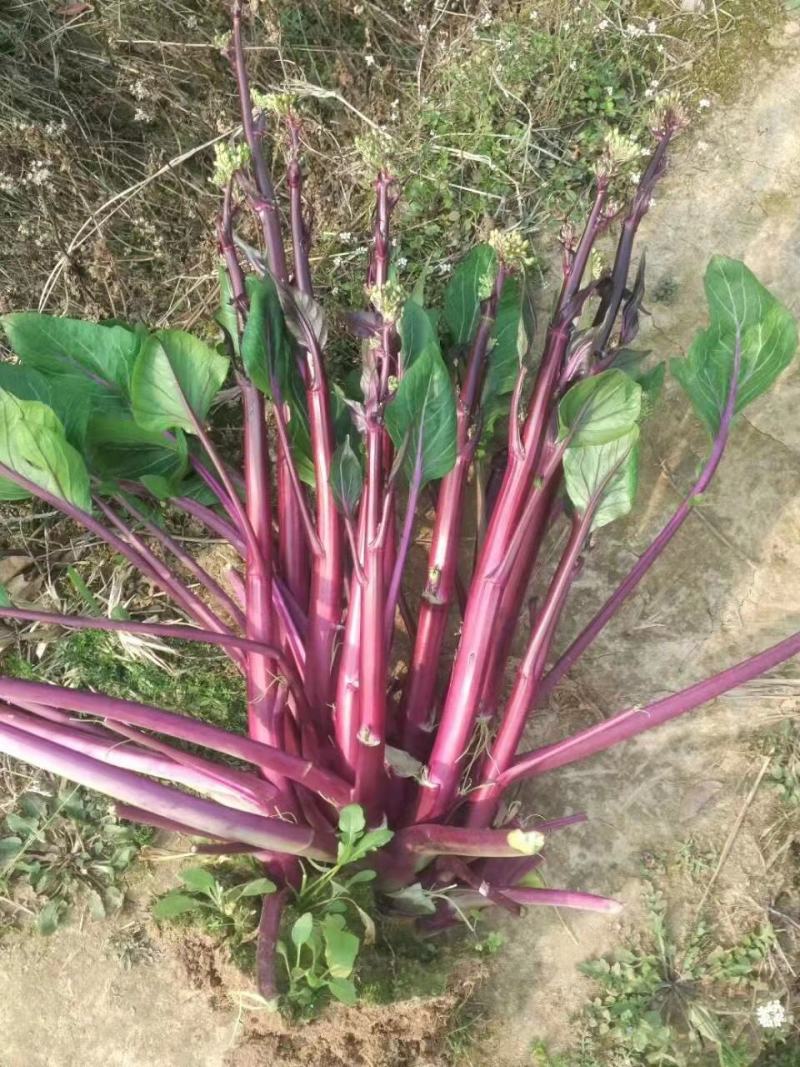 红珊瑚菜苔种子，无蜡粉，产量高，