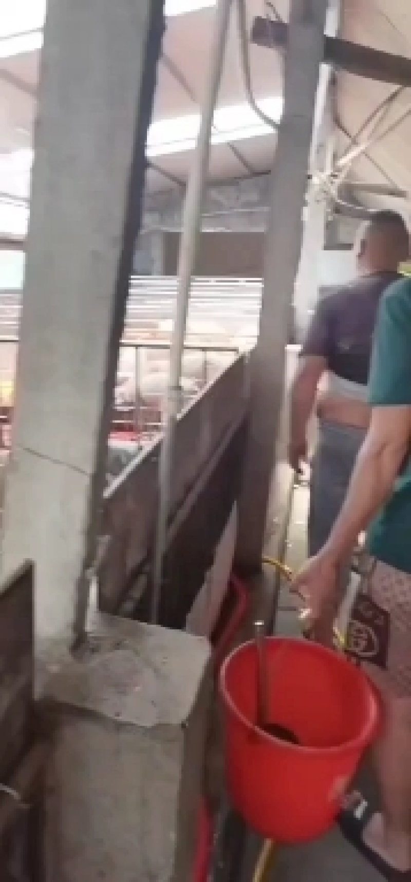 仔猪河北三元仔猪30斤猪苗价格猪场防疫到位全国发货
