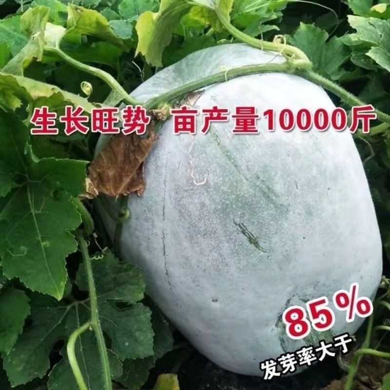 粉杂大冬瓜种子，一代杂交品种，中晚熟，