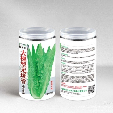 大棵型无斑香油麦菜种子，基地专用，高产好吃，