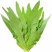 大棵型无斑香油麦菜种子，基地专用，高产好吃，