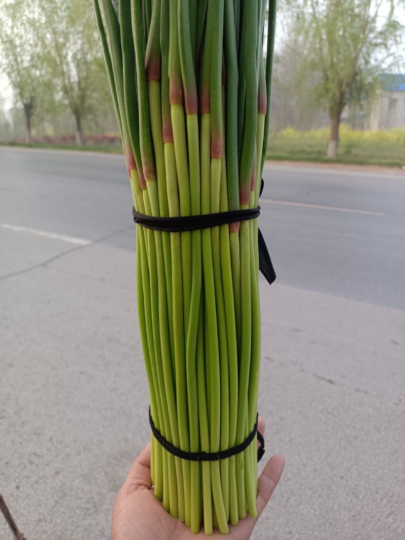 精品蒜苔