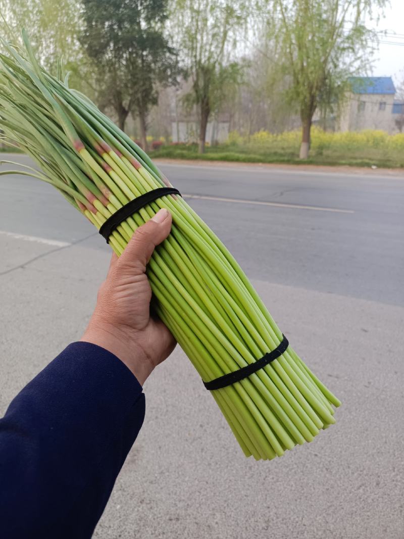 精品蒜苔