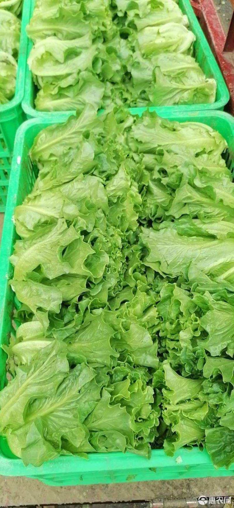 澳洲耐抽苔生菜种子，四季种植，纯度好，生长快速，