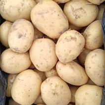 山东v7土豆，荷兰十五，平度大量供应，需要联系