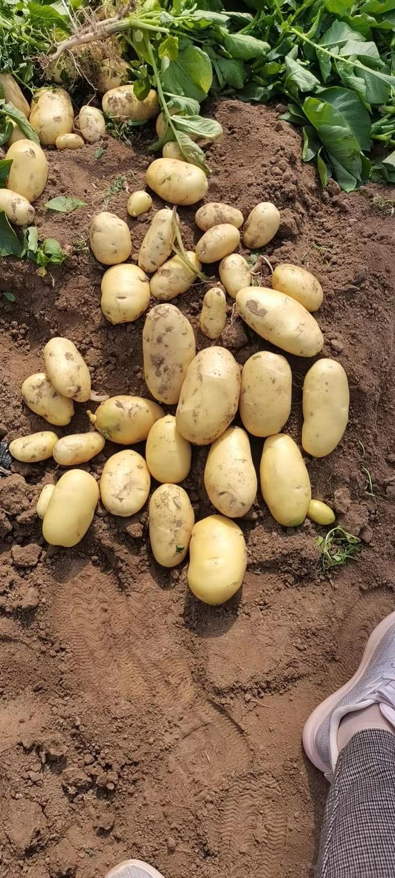 山东v7土豆，荷兰十五，滕州大量供应，需要联系