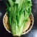 大棵型无斑香油麦菜种子，基地专用，高产好吃，