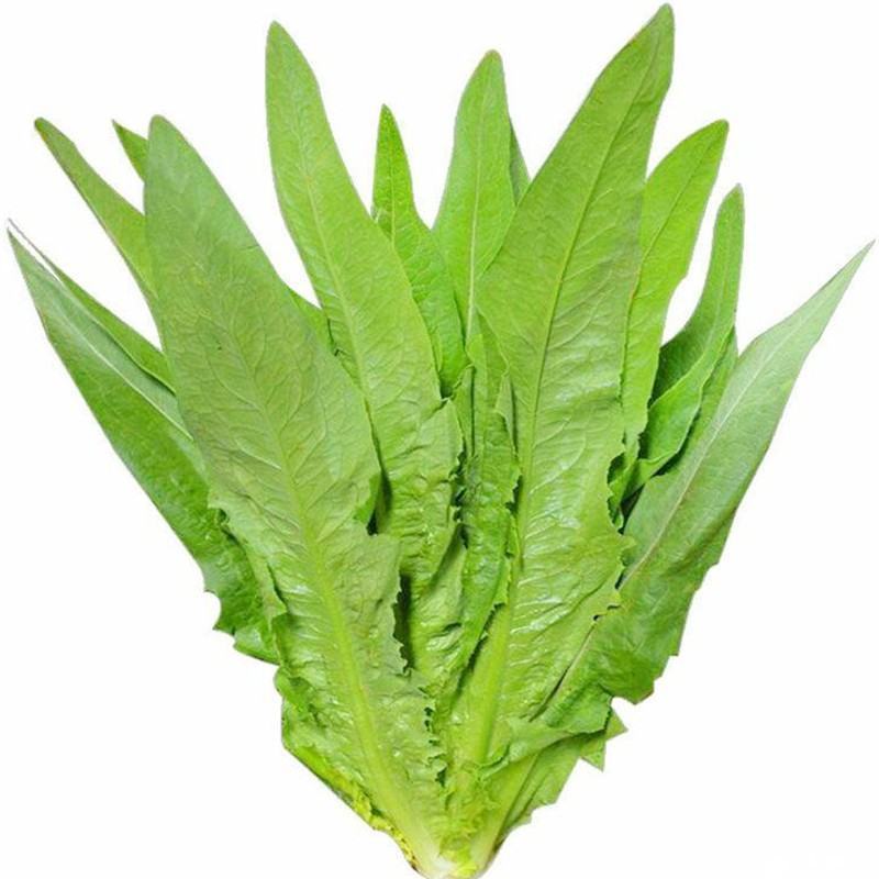 大棵型无斑香油麦菜种子，基地专用，高产好吃，