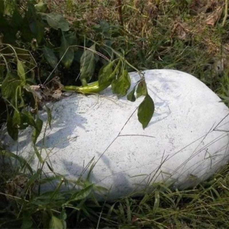 粉杂大冬瓜种子，一代杂交品种，中晚熟，
