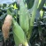金银双都水果玉米种子，超大棒型。皮薄无渣。