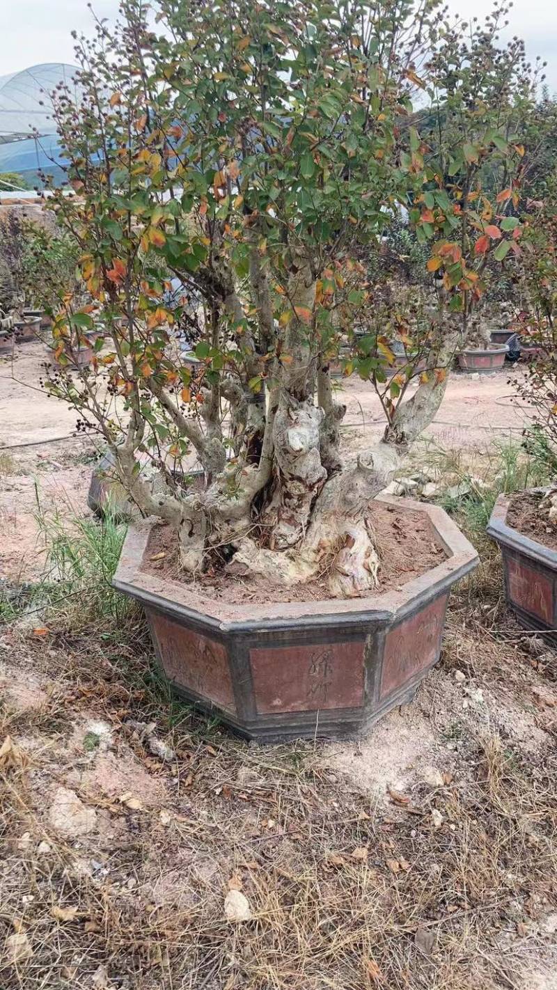 红花紫薇原生苗漳州紫薇种植基地农户一手货源直销批发