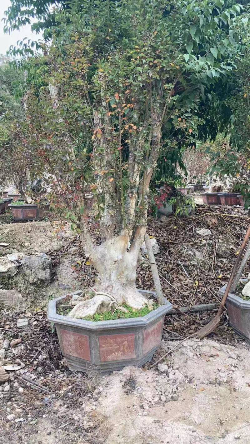 红花紫薇原生苗漳州紫薇种植基地农户一手货源直销批发