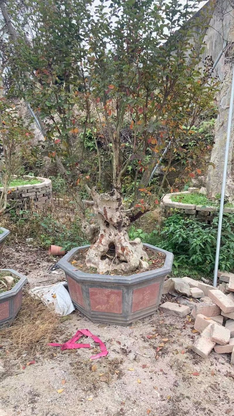 红花紫薇原生苗漳州紫薇种植基地农户一手货源直销批发
