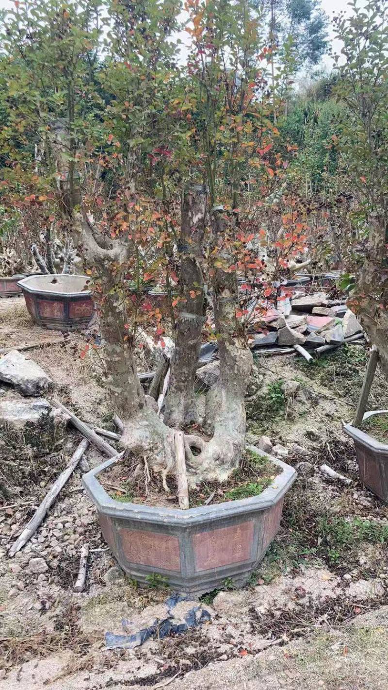 红花紫薇原生苗漳州紫薇种植基地农户一手货源直销批发