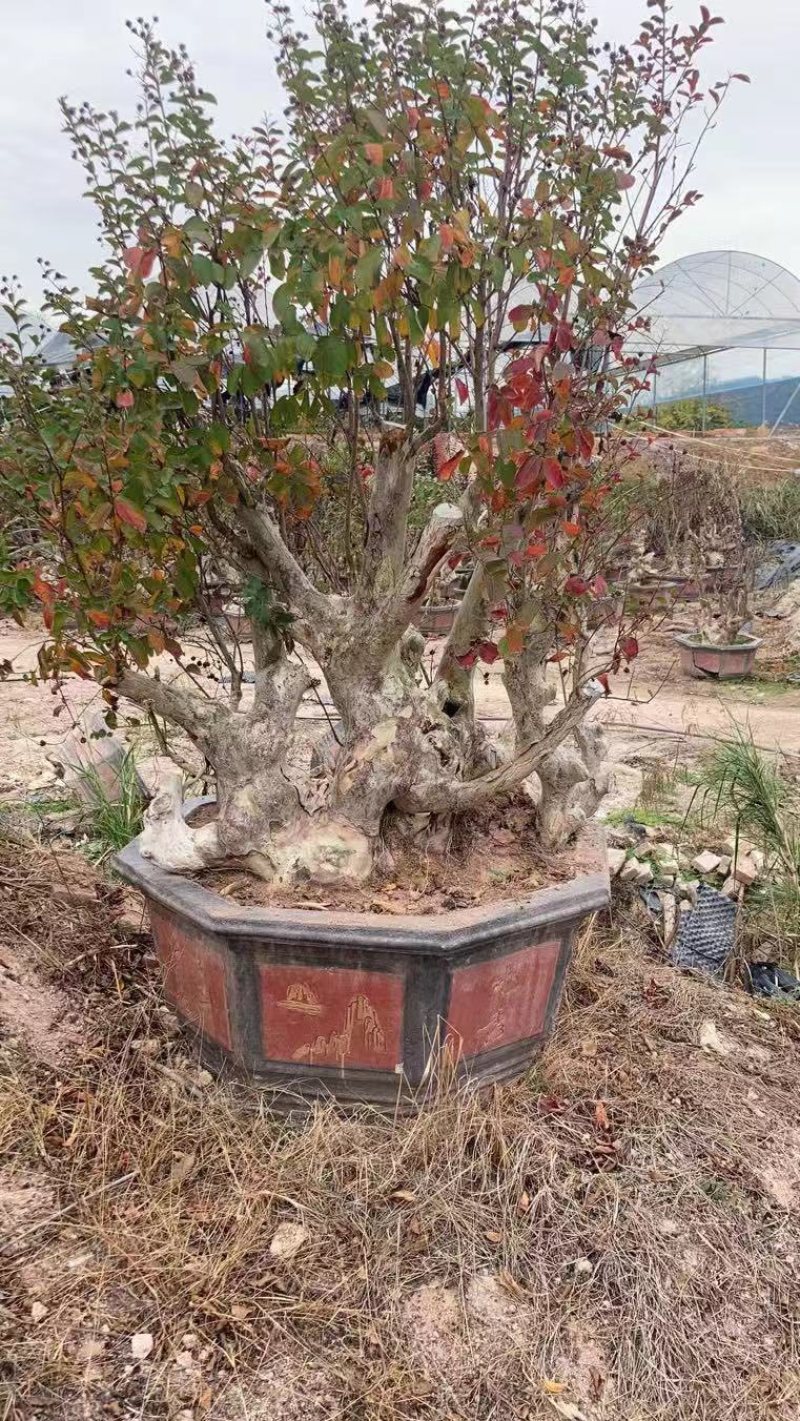 红花紫薇原生苗漳州紫薇种植基地农户一手货源直销批发