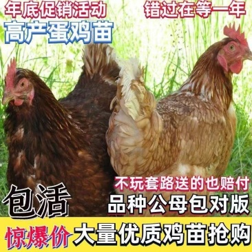 高产蛋鸡苗