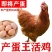 高产蛋鸡苗
