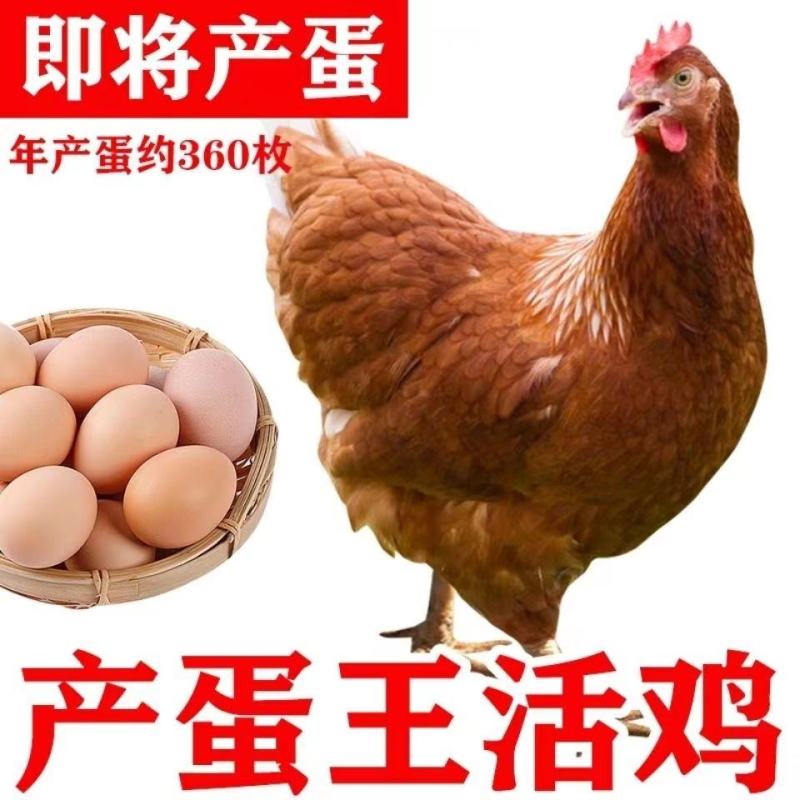 高产蛋鸡苗