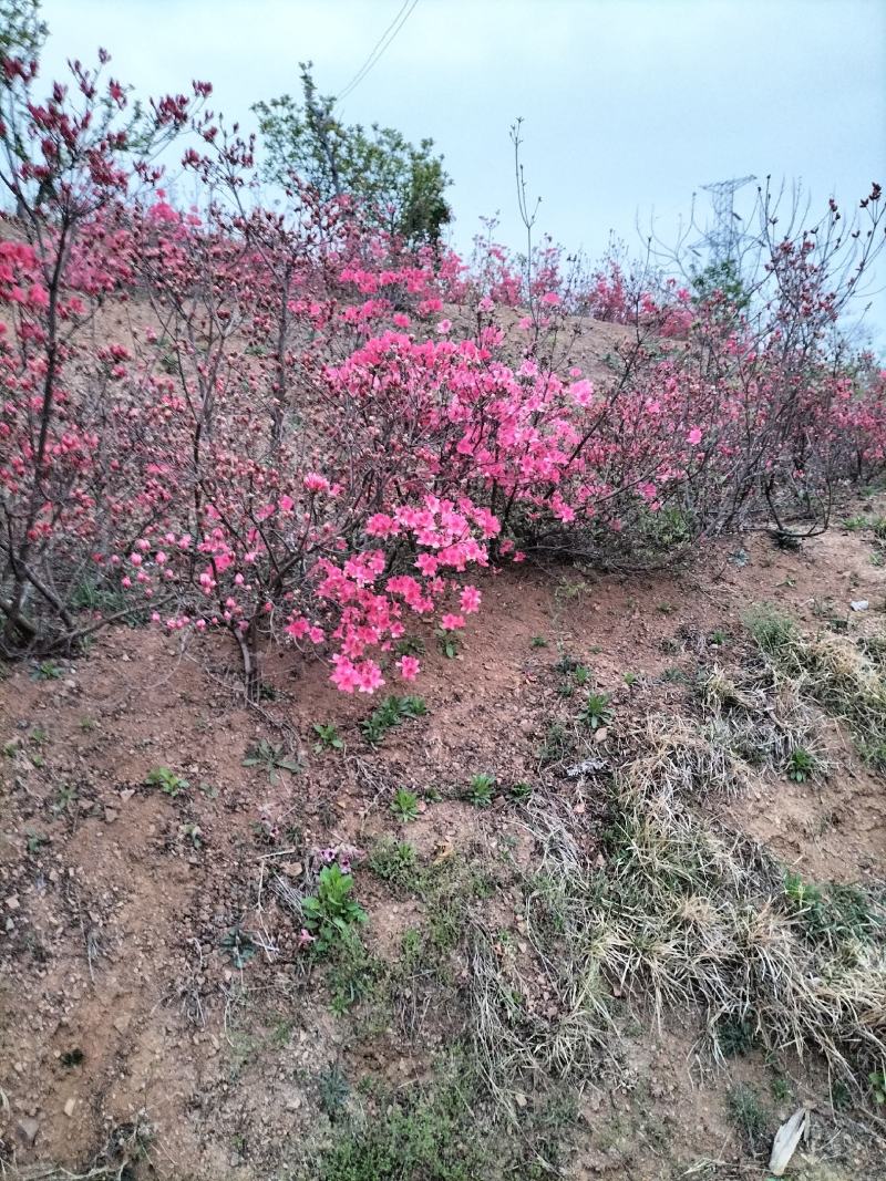 日照市三庄镇映山红育苗中心，常供，红黄紫映山红1到十年苗