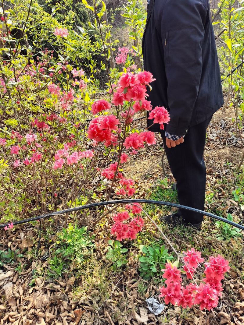 日照市三庄镇映山红育苗中心，常供，红黄紫映山红1到十年苗