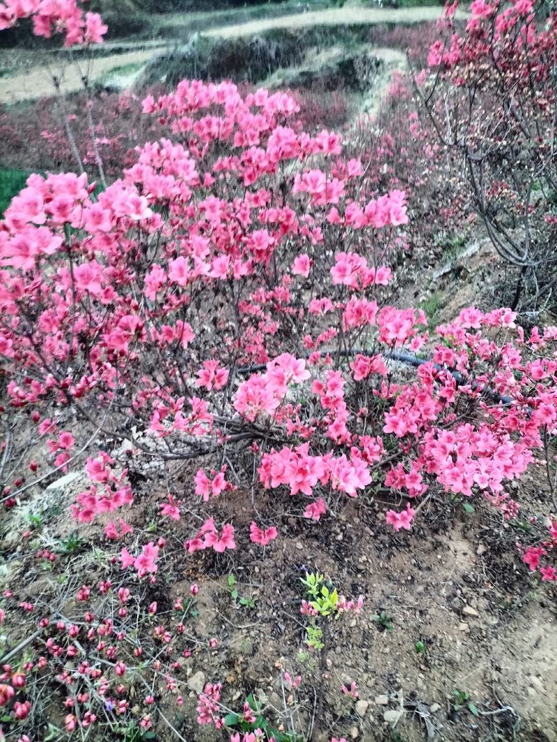 日照市三庄镇映山红育苗中心，常供，红黄紫映山红1到十年苗