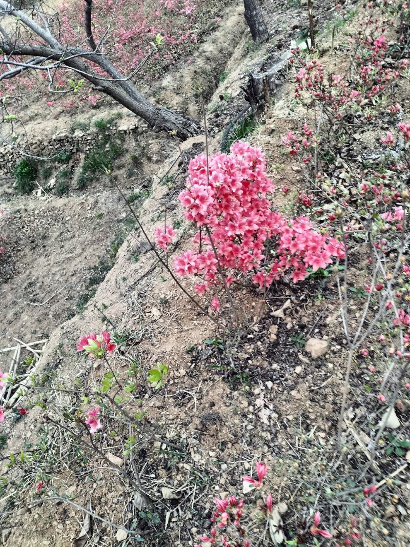 日照市三庄镇映山红育苗中心，常供，红黄紫映山红1到十年苗