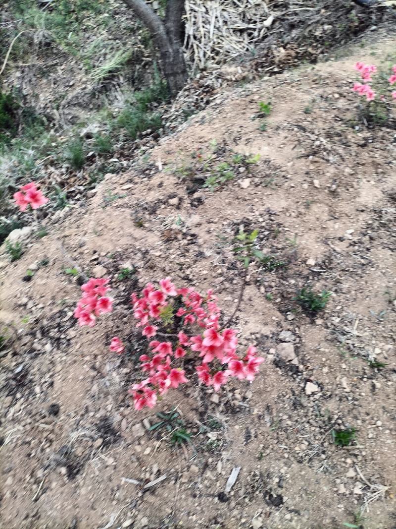日照市三庄镇映山红育苗中心，常供，红黄紫映山红1到十年苗