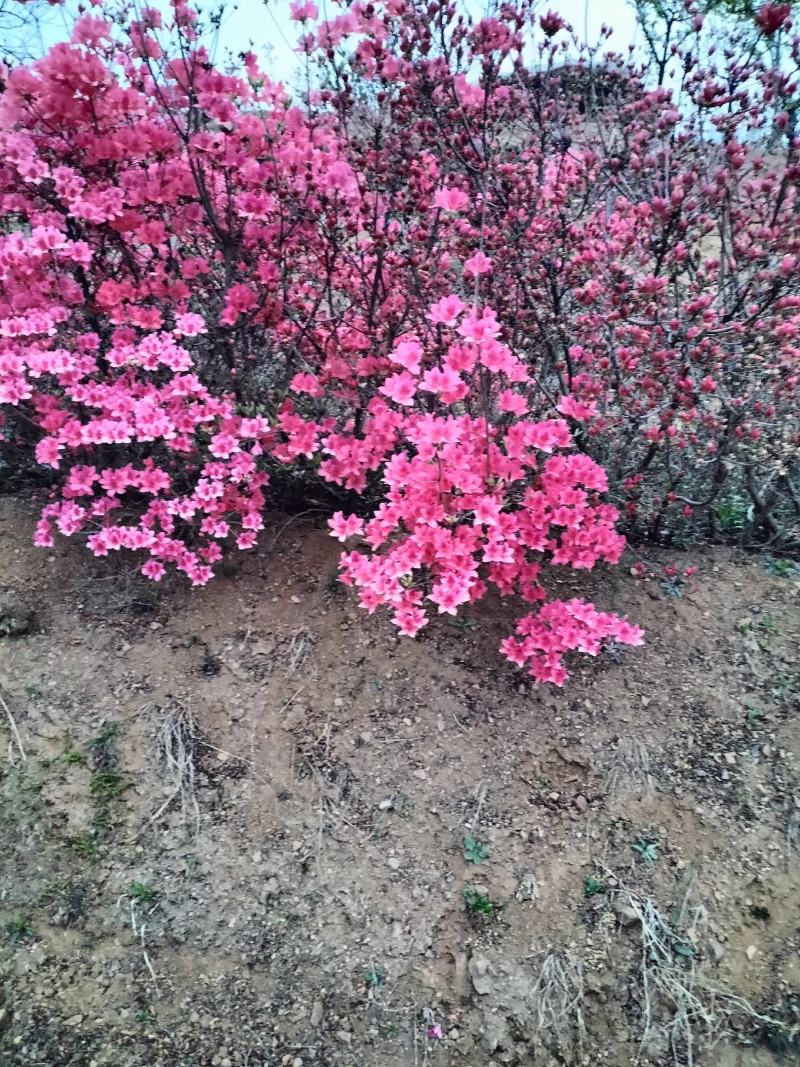 日照市三庄镇映山红育苗中心，常供，红黄紫映山红1到十年苗