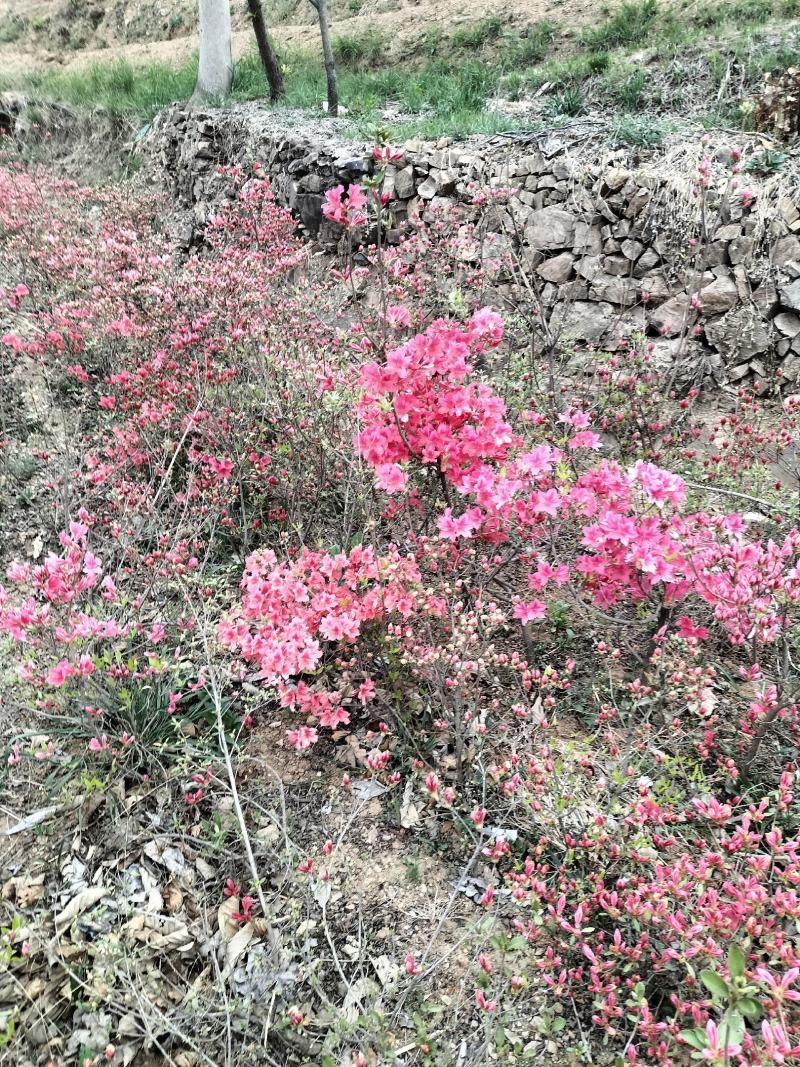 日照市三庄镇映山红育苗中心，常供，红黄紫映山红1到十年苗