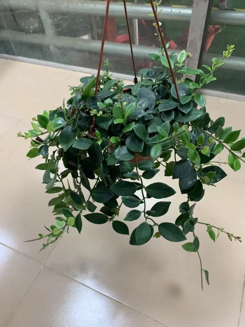 口红吊兰阳台垂吊绿植盆栽常春藤吊兰净化空气除甲醛四季常青