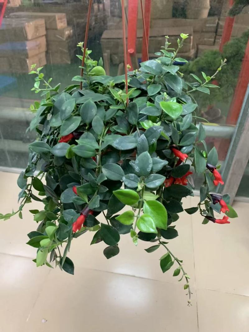 口红吊兰阳台垂吊绿植盆栽常春藤吊兰净化空气除甲醛四季常青