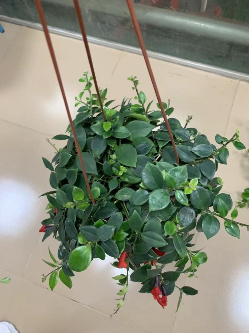 口红吊兰阳台垂吊绿植盆栽常春藤吊兰净化空气除甲醛四季常青