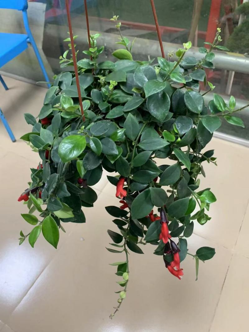 口红吊兰阳台垂吊绿植盆栽常春藤吊兰净化空气除甲醛四季常青