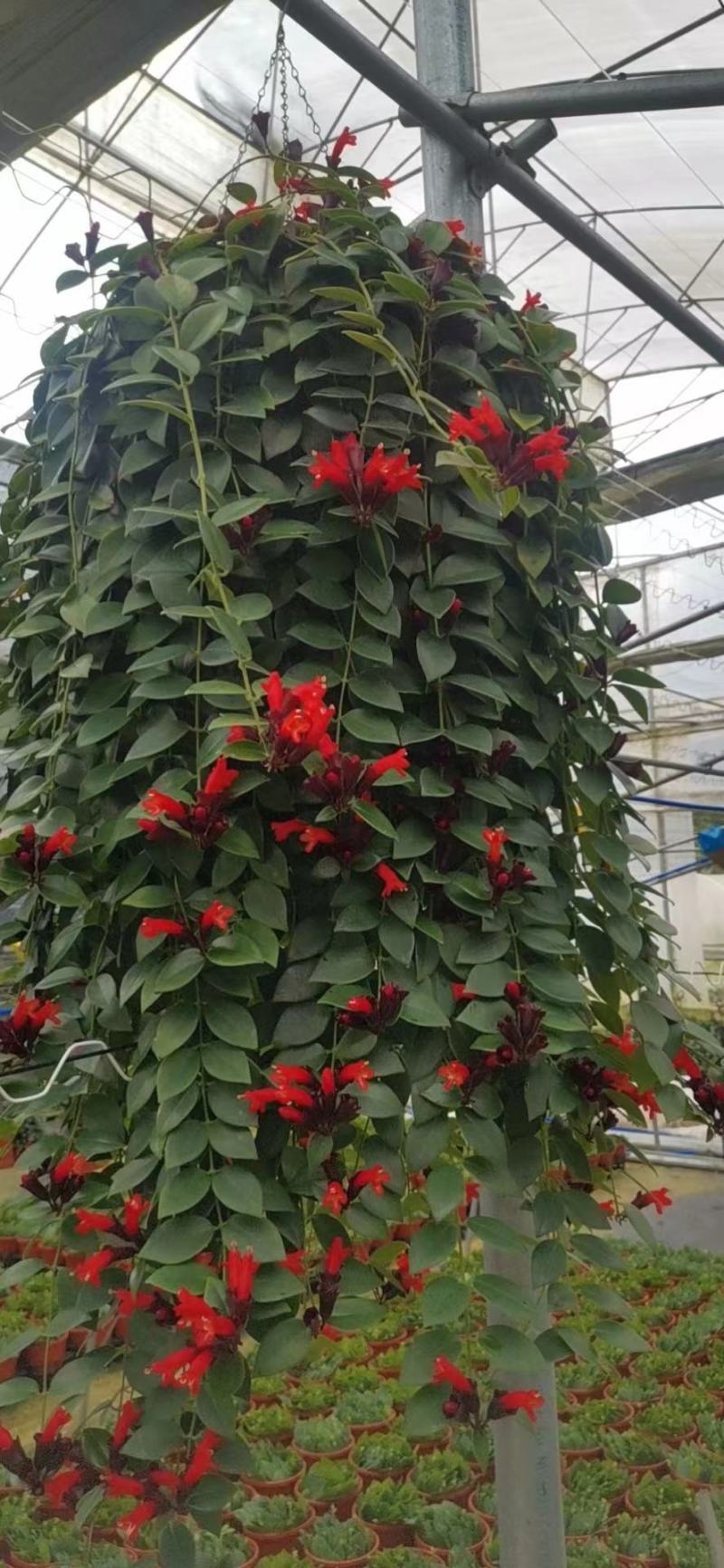 口红吊兰阳台垂吊绿植盆栽常春藤吊兰净化空气除甲醛四季常青