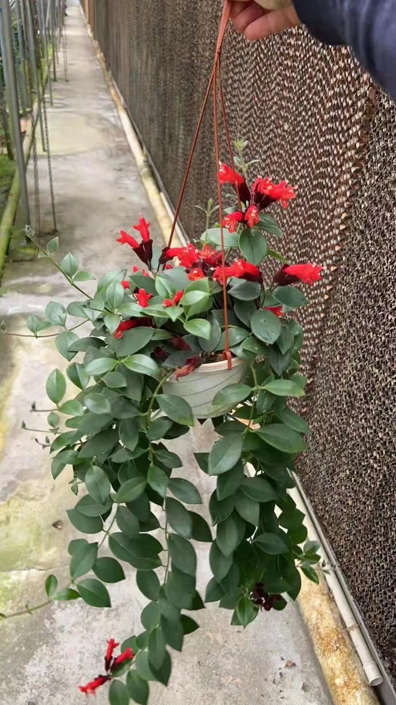 口红吊兰阳台垂吊绿植盆栽常春藤吊兰净化空气除甲醛四季常青