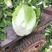 黄心大白菜456精品湖北省当阳市支持全国市场平台