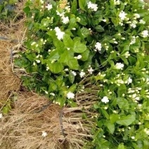 横县茉莉花盆栽花苗观花叶植物花卉盆景驱蚊室内阳台庭院四季