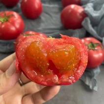 海阳普罗旺斯西红柿
