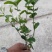 横县茉莉花盆栽花苗观花叶植物花卉盆景驱蚊室内阳台庭院四季