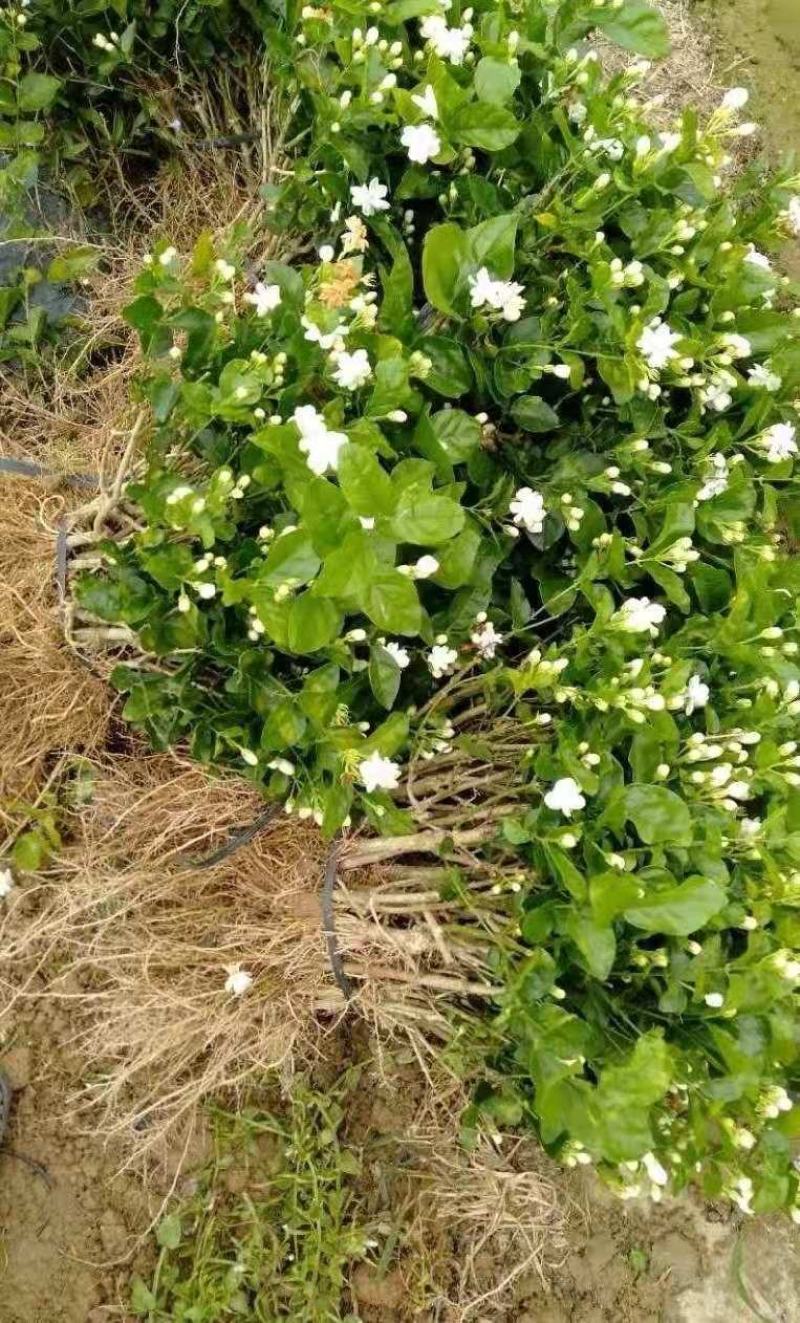横县茉莉花盆栽花苗观花叶植物花卉盆景驱蚊室内阳台庭院四季