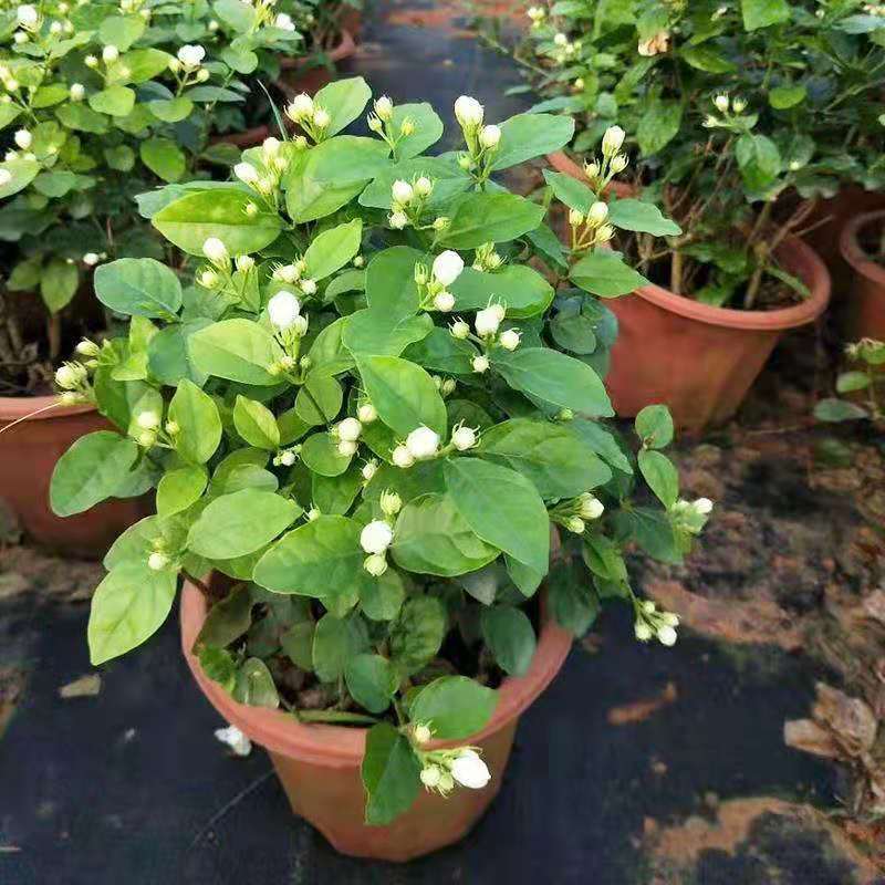 横县茉莉花盆栽花苗观花叶植物花卉盆景驱蚊室内阳台庭院四季