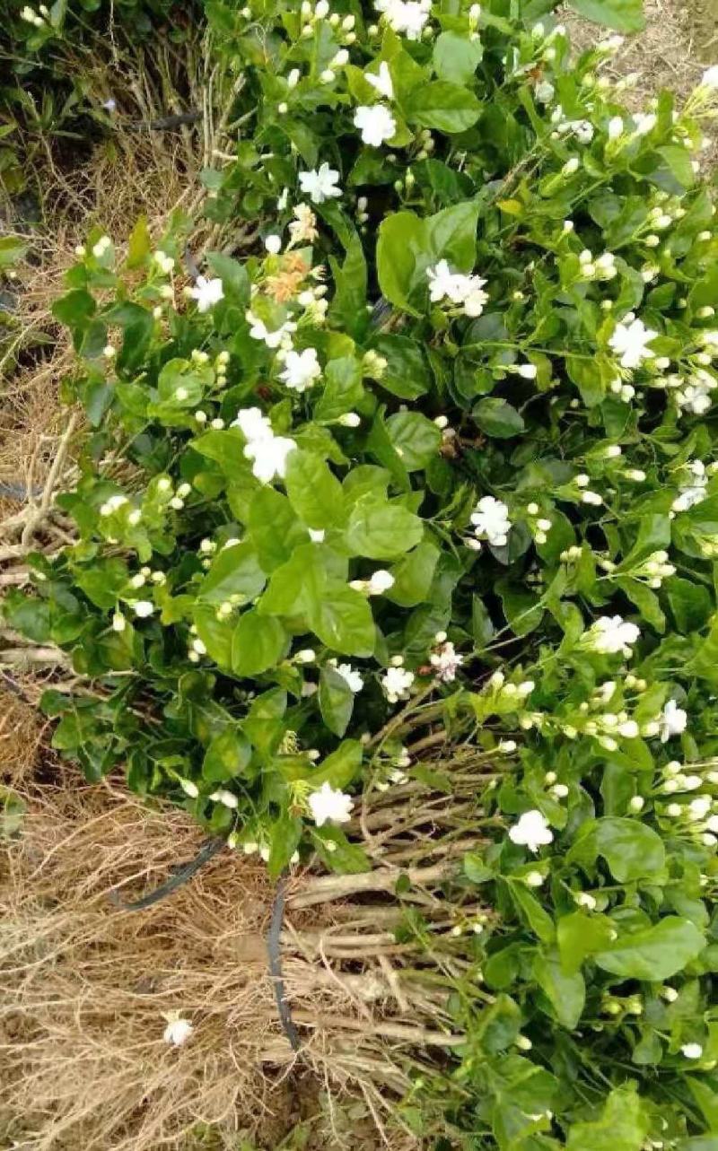 横县茉莉花盆栽花苗观花叶植物花卉盆景驱蚊室内阳台庭院四季