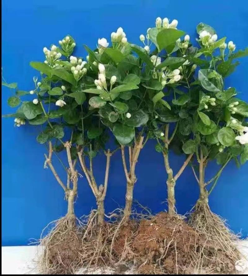 横县茉莉花盆栽花苗观花叶植物花卉盆景驱蚊室内阳台庭院四季