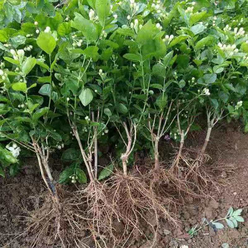 横县茉莉花盆栽花苗观花叶植物花卉盆景驱蚊室内阳台庭院四季