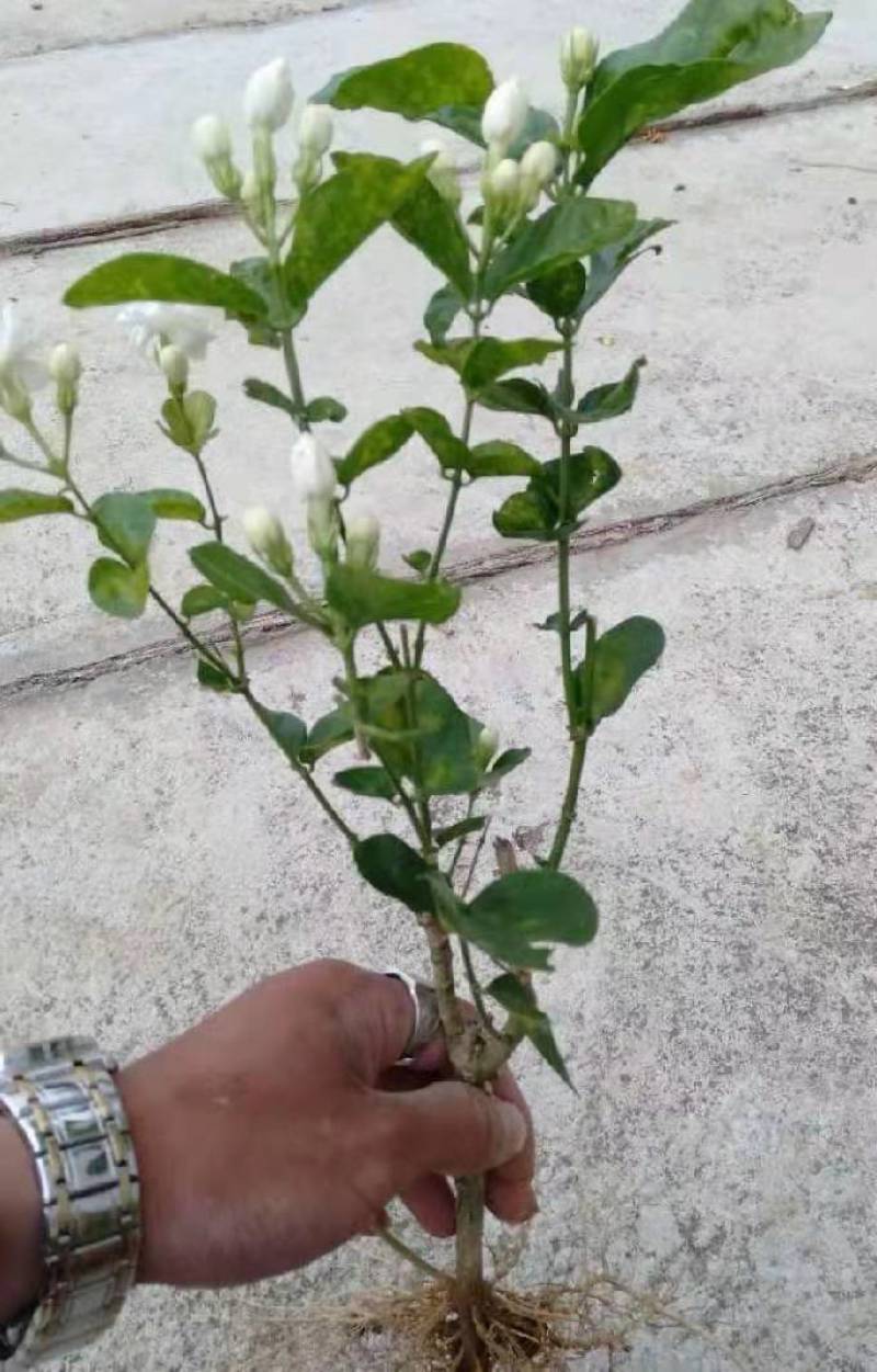 横县茉莉花盆栽花苗观花叶植物花卉盆景驱蚊室内阳台庭院四季