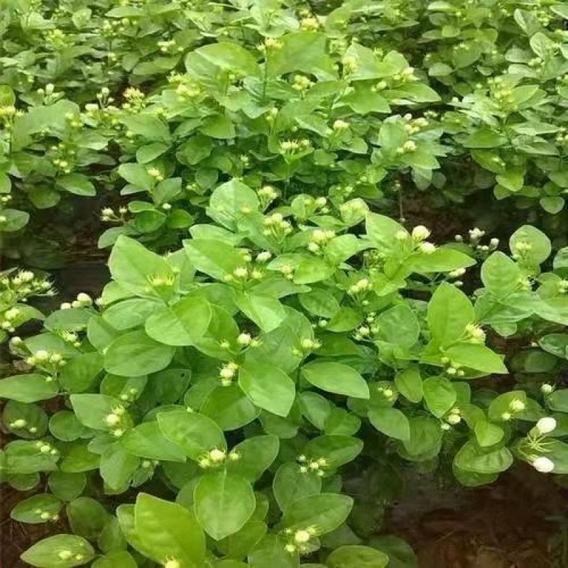 横县茉莉花盆栽花苗观花叶植物花卉盆景驱蚊室内阳台庭院四季