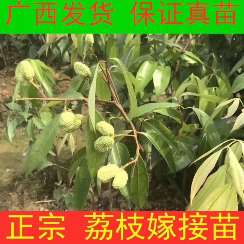 正品无核荔枝苗妃子笑荔枝产量好市场广阔有特