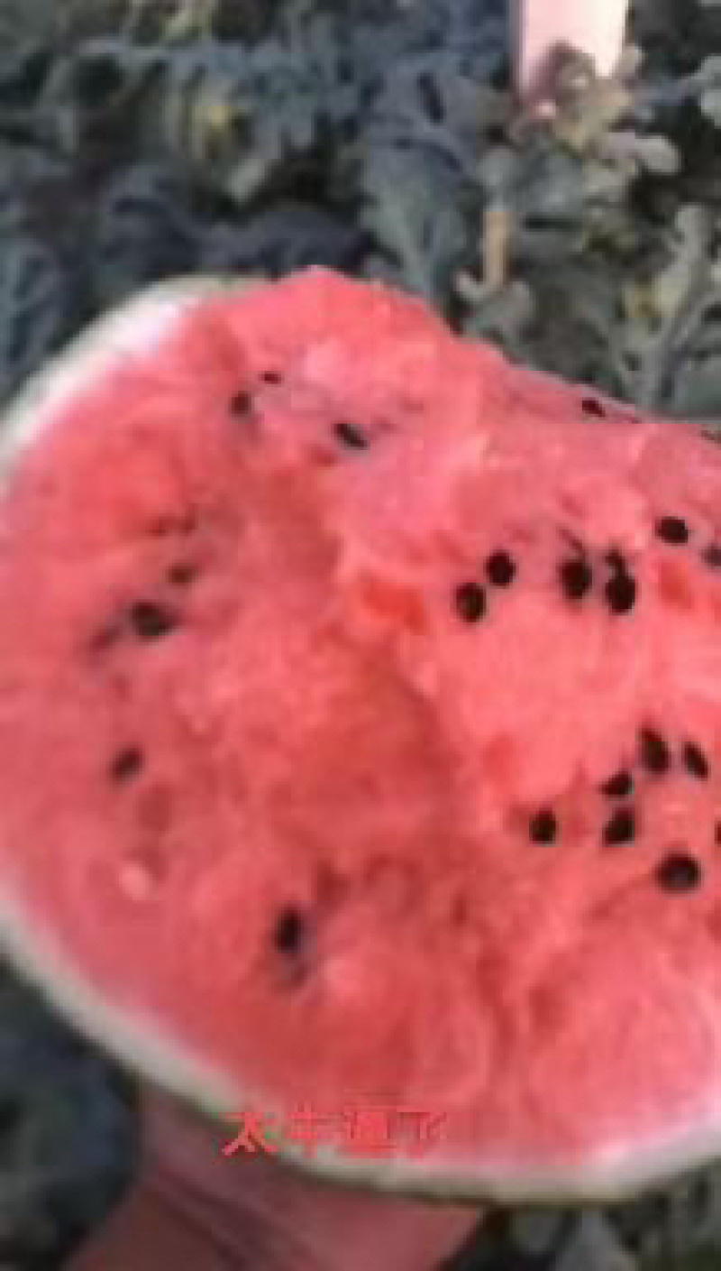 安徽精品有籽美都西瓜货源充足，皮薄肉厚，质量保证。